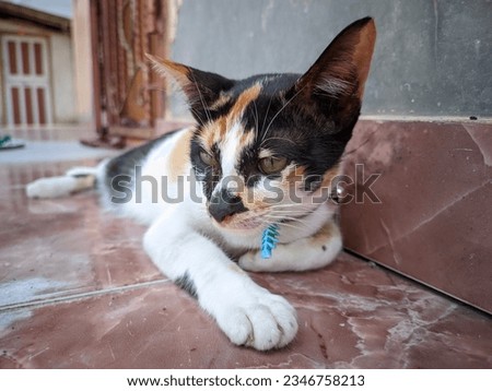 closeup of a tricolor domestic cat relaxing on the tiled floor outside the terrace of the house