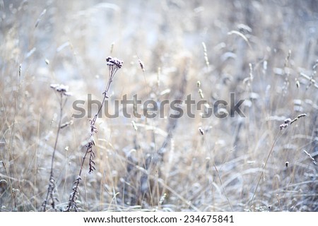 winter grass Royalty-Free Stock Photo #234675841