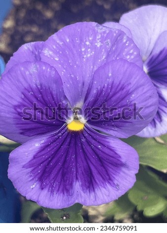 beautiful floral flower purple pansy 