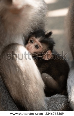 Baby monkey is being feed by mother