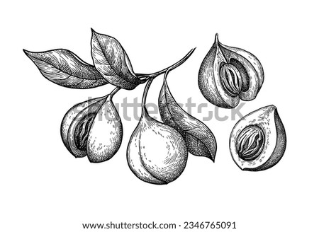Nutmeg fruits. Myristica tree branch. Ink sketch isolated on white background. Hand drawn vector illustration. Vintage style. Royalty-Free Stock Photo #2346765091