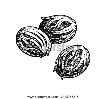 Nutmeg. Mace spice. Ink sketch isolated on white background. Hand drawn vector illustration. Retro style. Royalty-Free Stock Photo #2346765815