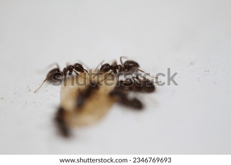ant in garden carrying a ladybug