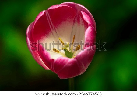 Picture of a Pink Tulip