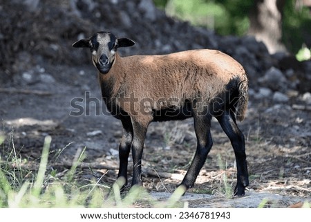 Young brown Barbados black belly hair sheep without wool Royalty-Free Stock Photo #2346781943
