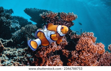 reef fish , clown fish, Amphiprion Ocellaris Clownfish or anemone fish in deep colorful sea background. Cute colorful red and white Amphiprion Ocellaris Clownfish in Marine Aquarium


