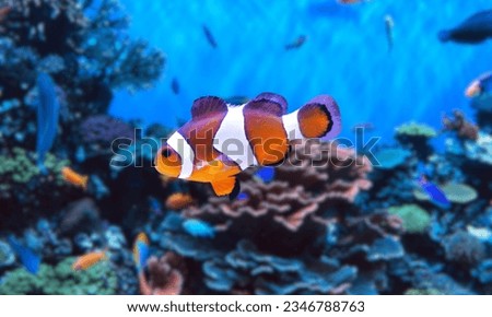 reef fish , clown fish, Amphiprion Ocellaris Clownfish or anemone fish in deep colorful sea background. Cute colorful red and white Amphiprion Ocellaris Clownfish in Marine Aquarium


 Royalty-Free Stock Photo #2346788763