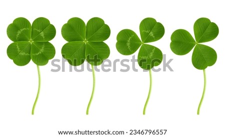 Clover isolated on white background, St. Patrick's Day symbol, clipping path, full depth of field Royalty-Free Stock Photo #2346796557