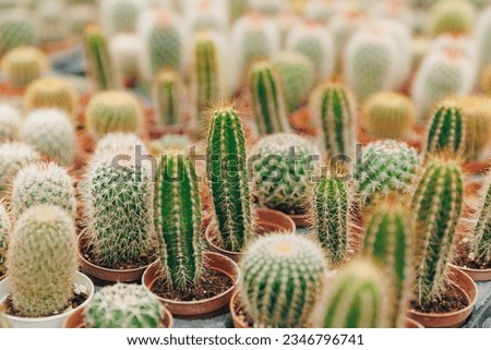 Gardening shop Industrial greenhouse various cactus plants in different pots. Royalty-Free Stock Photo #2346796741