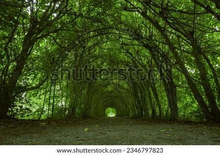 Green tunnel alley under arched trees, path at Ängsö nature reserve "Grevens stig", hiking trail in Sweden Royalty-Free Stock Photo #2346797823