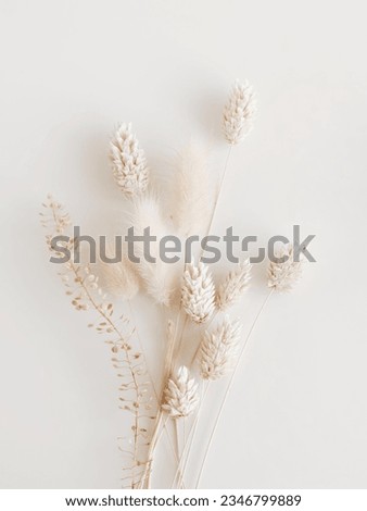 Dry fluffy bunny tails grass bouquet on white background. White Lagurus Ovatus flowers poster, Floral card.Toned
