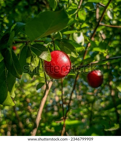 Wild cherry plum or red mirabelle