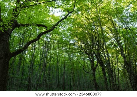 Carbon net zero or carbon neutral concept photo. Lush forest view from inside. Royalty-Free Stock Photo #2346803079