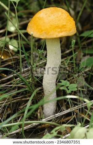 An edible aspen mushroom growing in the forest. Mushrooms in the forest. Mushroom picking.