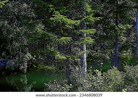 Trees, plants, flowers, lake in summer in the forest, park, Karelia, Russia.