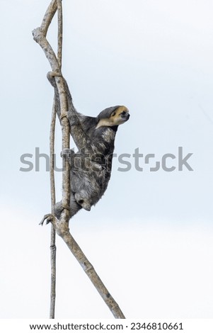 Vertical shot of a Pygmy three-toed sloth hanging from a liana against a clear blue sky.