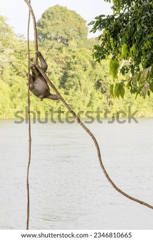 A three-toe sloth hangs spread between two lianas above a river and performs acrobatic feats to avoid falling into the water.
