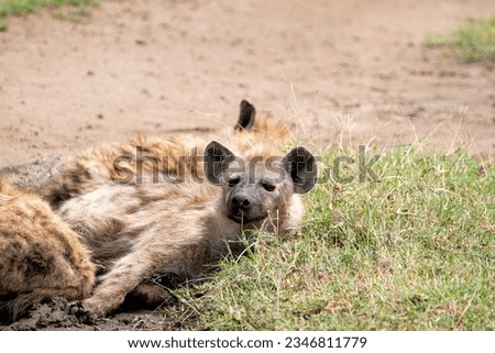 Hyena in the Serengeti National Park, Tanzania