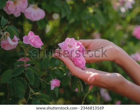 woman picking roses in Field of Damascena roses in sunny summer day . Rose petals harvest for rose oil perfume production. village Guneykent in Isparta region, Turkey a real paradise for eco-tourism. Royalty-Free Stock Photo #2346813169