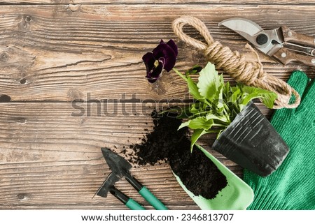 photo violet pansy flower pot plant with soil; gardening tools; rope and secateurs