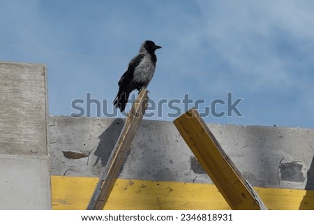 a Western or Eurasian Jackdaw, bird of the crow family