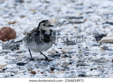 Juvenile pied wagtail with feathers blowing in the breeze searching for food on the white stones