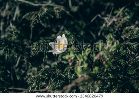 Wild Pulsatilla alpina flower with the green background of glass, Dolomite, Italy