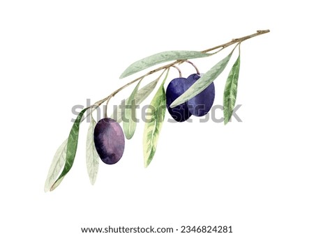 Olive branch with green leaves, ripe fruits. Natural garden composition harvesting. Clip art, isolated element. Hand drawn watercolor illustration isolated on white background for cards, menu, label.
