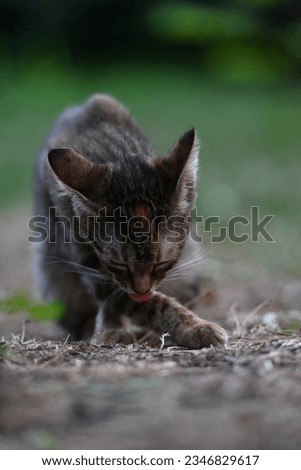 CUTE BABY CAT PLAYING AT PARKING