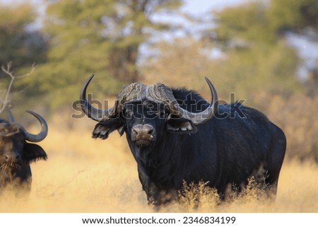 Large African or Cape buffalo bull in South Africa Royalty-Free Stock Photo #2346834199