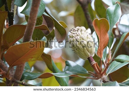Southern magnolia or Magnolia grandiflora also known as Big laurel, bull bay, big laurel