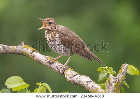 Singing song thrush - Turdus philomelos perched at green background. Photo from Ognyanovo in Dobruja, Bulgaria. Royalty-Free Stock Photo #2346844363