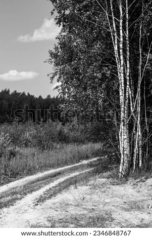 Unpaved road on the edge of the forest. A dirt road runs through the forest. Rural road near the forest on a sunny day in summer. Royalty-Free Stock Photo #2346848767