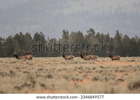 Four Elk Bulls Stand At Attention in Willow Flats of Grand Teton National Park Royalty-Free Stock Photo #2346849577