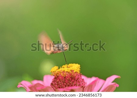 Macroglossum stellatarum flying over the flower.