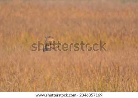 Eurasian Bittern or Great Bittern (Botaurus stellaris).

A rare and shy bird in Pakistan. Only seen when in flight. 

See how beautifully the bird matches the reeds in the background. Royalty-Free Stock Photo #2346857169