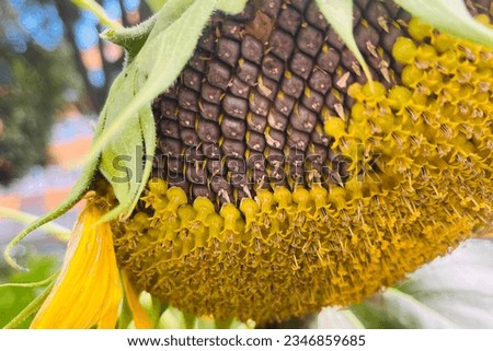 ripe sunflower head with black seeds. nature . bird food