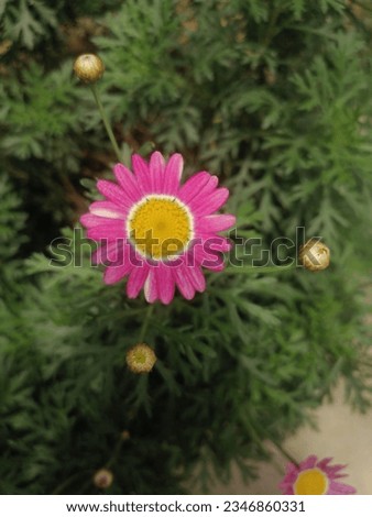 Pink Argyranthemum frutescens flowers, known as Paris daisy, marguerite or marguerite daisy, is a perennial plant known for its flowers.


