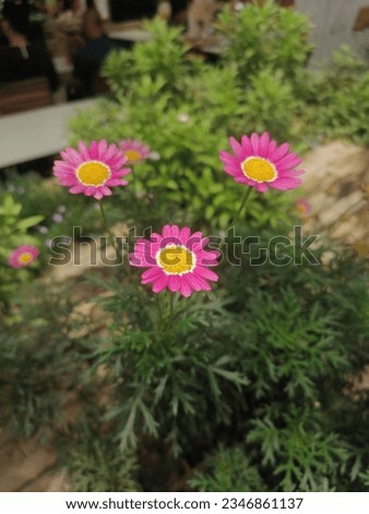 3 pink Argyranthemum frutescens flowers, known as Paris daisy, marguerite or marguerite daisy, is a perennial plant known for its flowers.



