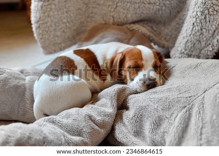 Cute jack russell dog terrier puppy sleeping on gray pillow. Little adorable doggy with funny fur stains lying in dog bed. Royalty-Free Stock Photo #2346864615
