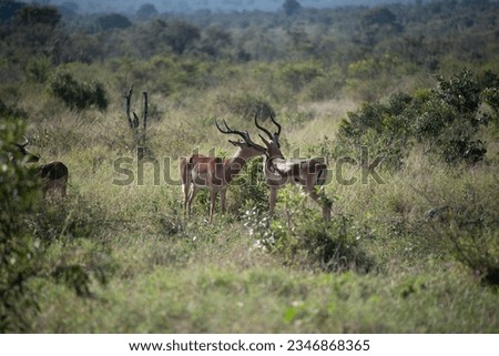 Game drive wild life in Kruger National Park in South Africa