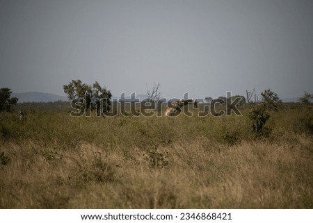 Game drive wild life in Kruger National Park in South Africa