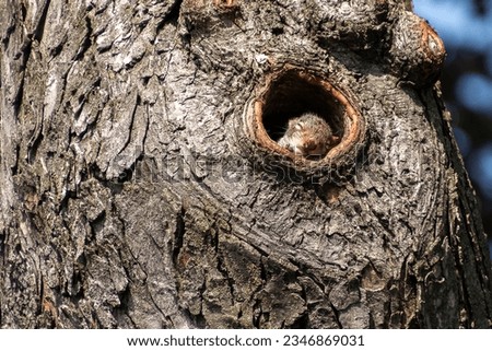 Sleepy baby squirrel resting his head on the edge of the cavity of his den in a maple tree