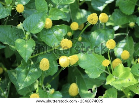 Acmella oleracea is a species of flowering herb in the family Asteraceae. Common names include toothache plant, Szechuan buttons, paracress, buzz buttons, tingflowers and electric daisy Royalty-Free Stock Photo #2346874095