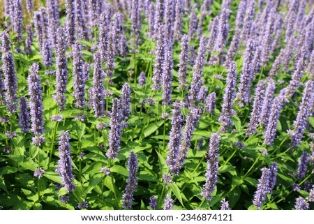 Agastache rugosa, also known as wrinkled giant hyssop, Korean mint, purple giant hyssop, Indian mint and Chinese patchouli is an aromatic herb in the mint family, Royalty-Free Stock Photo #2346874121