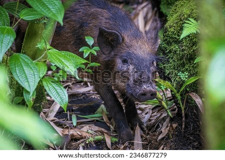 A wild feral pig foraging in a bamboo forest in Haleakala National Park on the island of Maui in Hawaii. Royalty-Free Stock Photo #2346877279