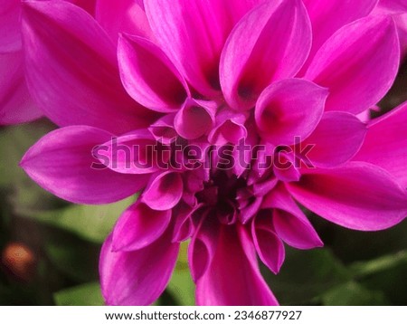 Pink dahlia flower closeup on the background of deep green leaves