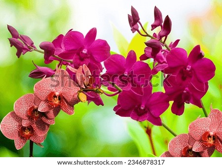 View of maroon orchids with green blurry background Royalty-Free Stock Photo #2346878317