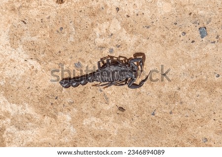Dangerous and poisonous scorpio on the ground. Brown scary and dangerous scorpio.