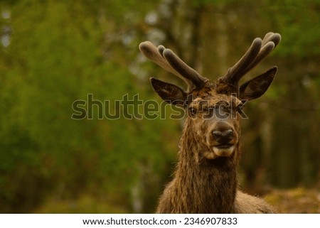Picture of stag deer looking at camera in a forest